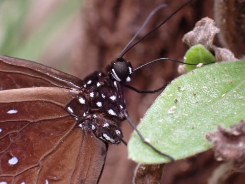 Euploea algea helcita